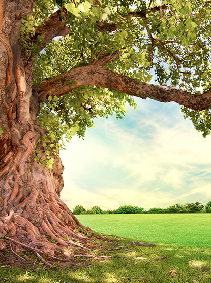 Árbol en primavera